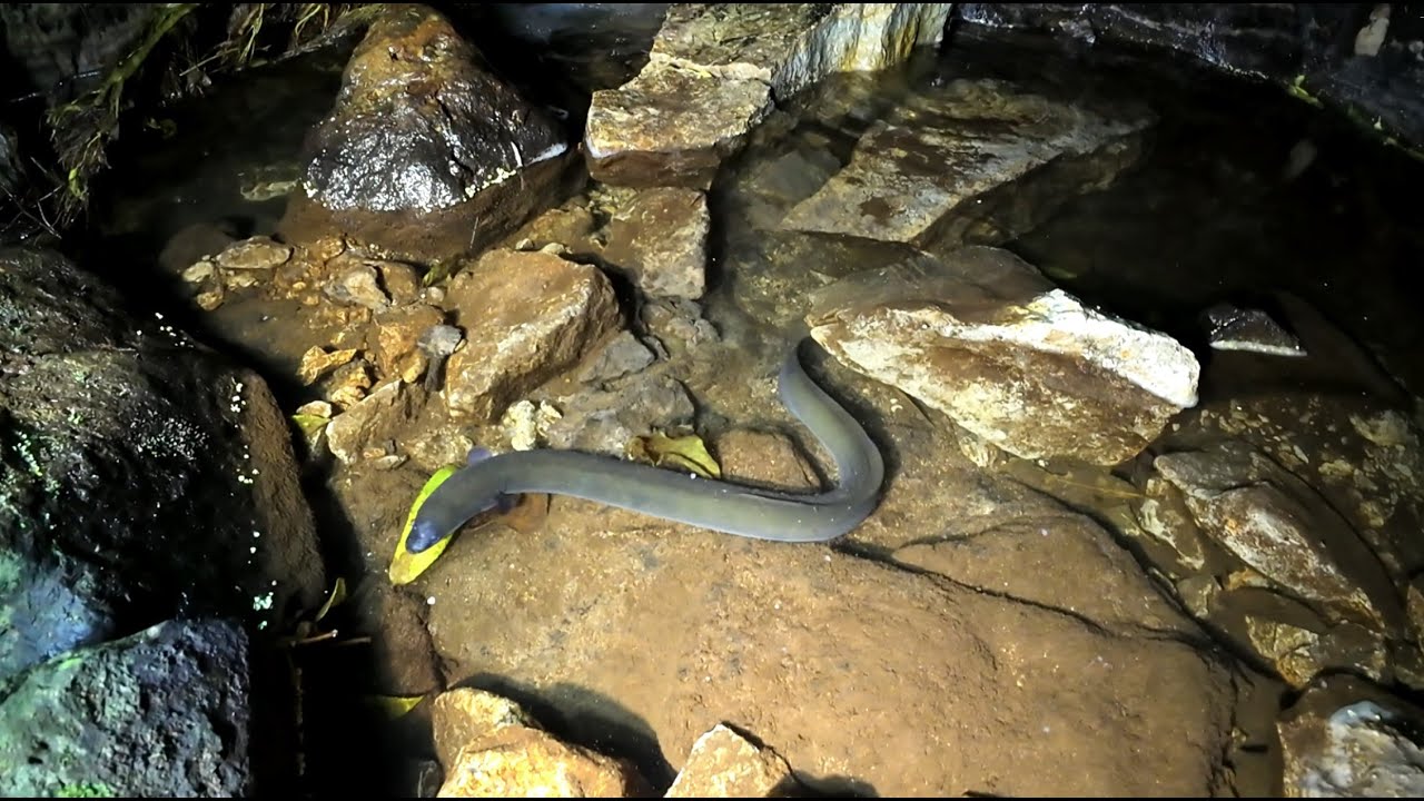 Feeding Eels 28 Dec 2025