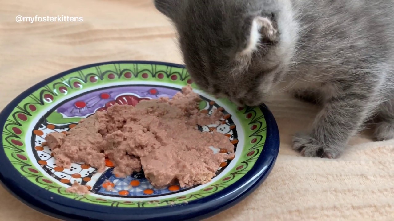 4-week-old Foster Kittens