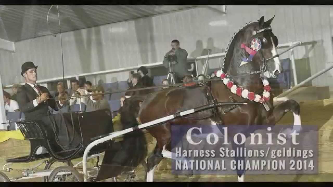 ADHHA Nationals 2014 Dutch Harness Horse Championships