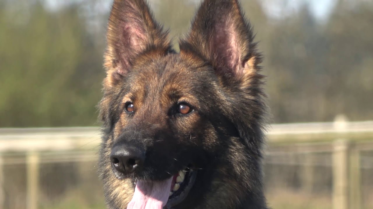 Kraftwerk K9 German Shepherds - Impeccable dependability