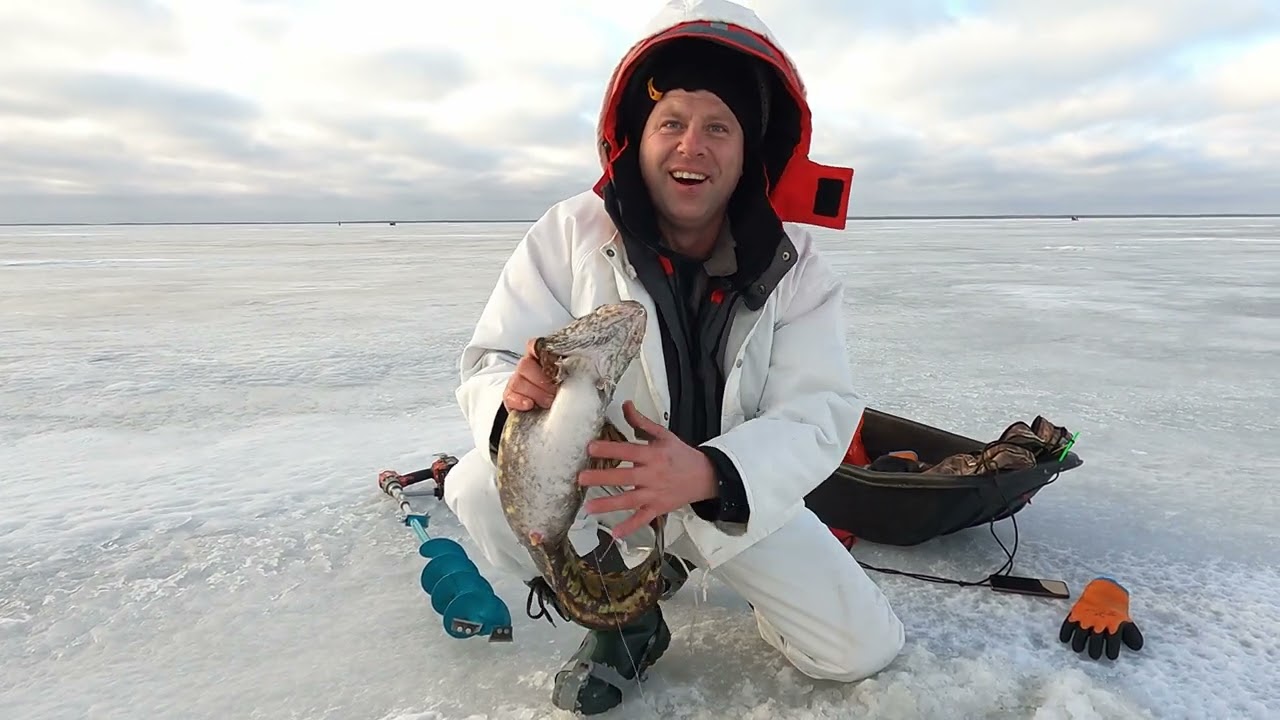 2022 Varnja - Taavi luts 2,8kg