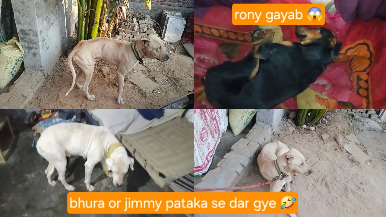 Rony fir se gayab ho gya😱bhura or jimmy pataka se dar gye🤣#mayankdogsfamily#videos #vlogsvideo#dogs 
