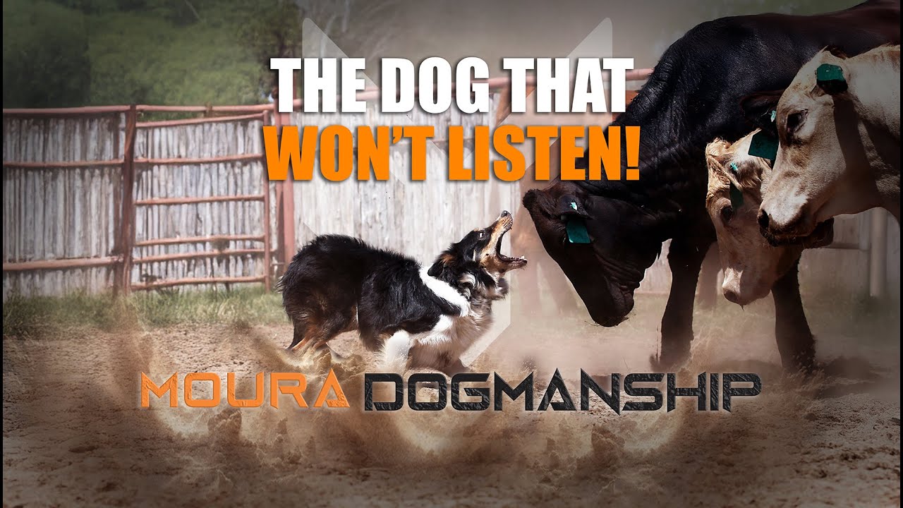 Ep 2 - Moura Dogmanship - What is a full trained working dog? Training tips and training lesson