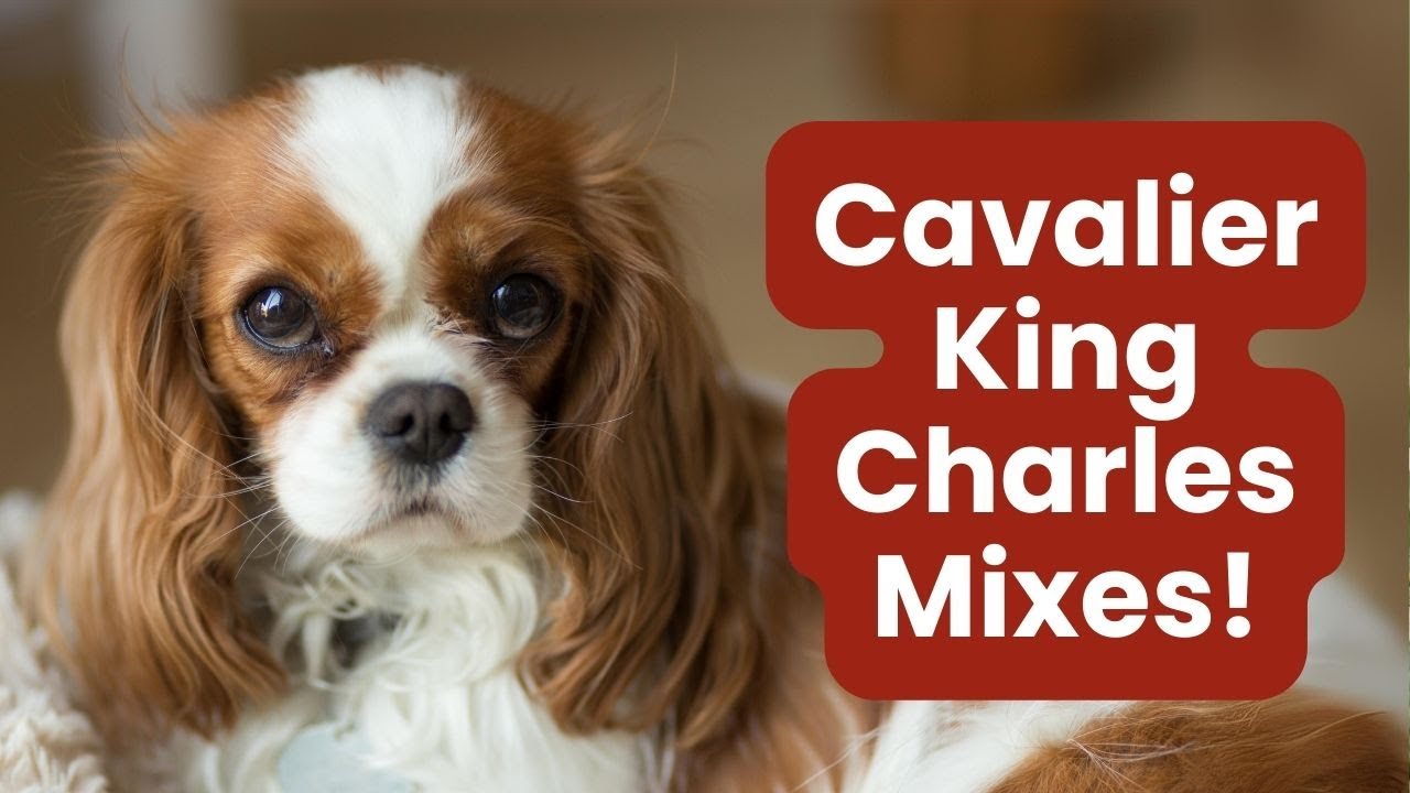 Top 17 Irresistible Cavalier King Charles Mixes!