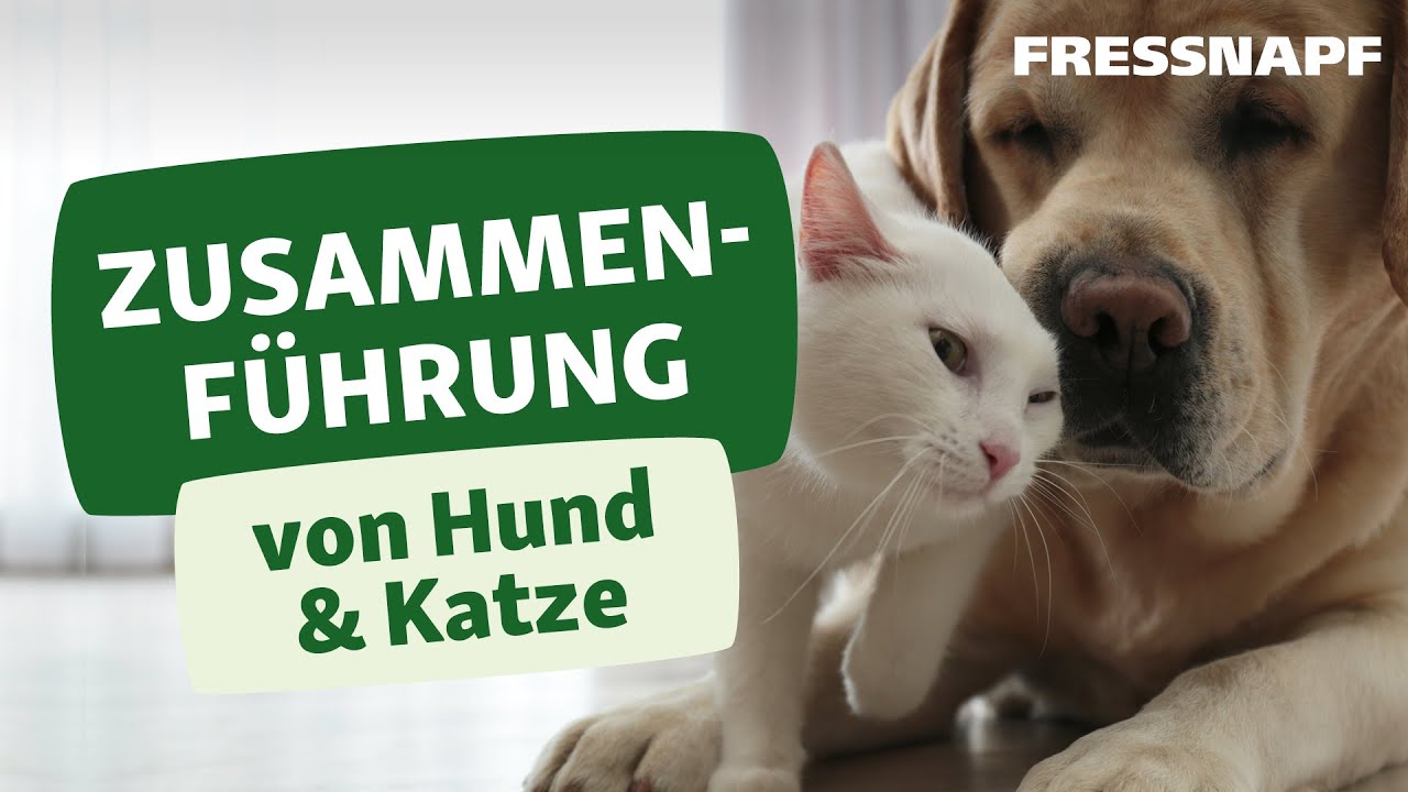 Zusammenf&uuml;hrung von Hund und Katze: So klappt die Vergesellschaftung