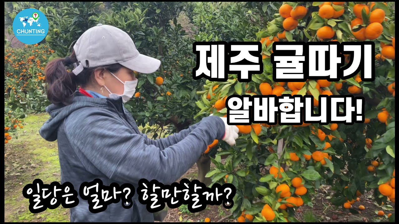 제주도 귤따기 알바의 하루/ 귤따기 알바비는? 🍊🍊🍊🍊🍊