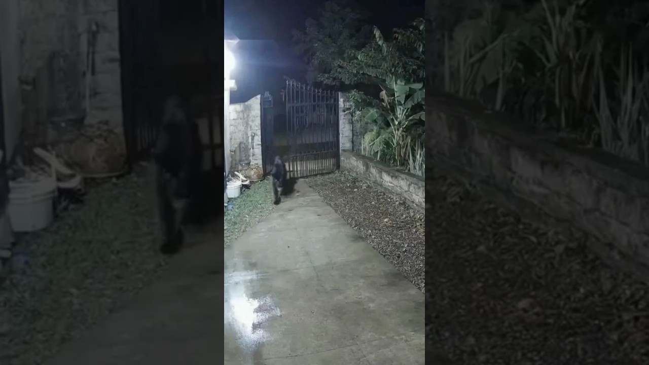 Terrifying Night Footage Big Cat Enters Home, House Cat Fights Back Bravely! #cheetahattack  #cat