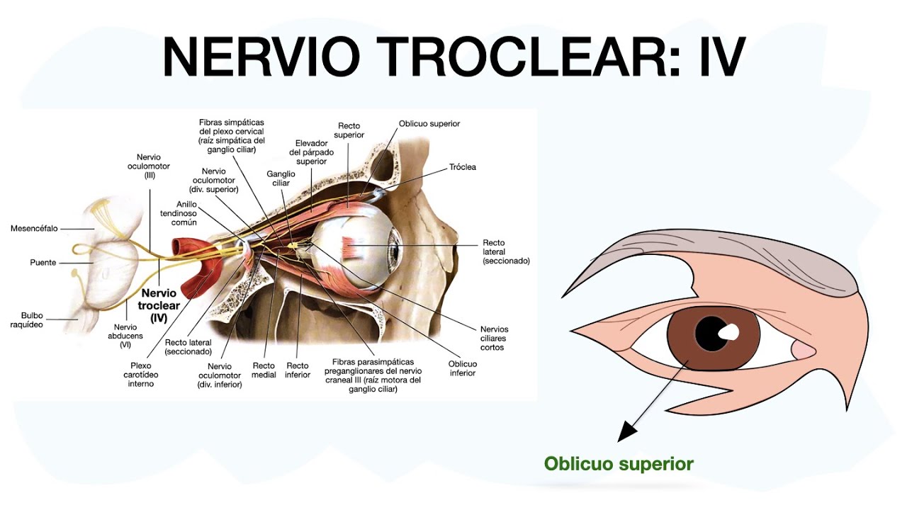 NERVIO TROCLEAR IV ✅🧠 Cuarto par craneal 👌🏼