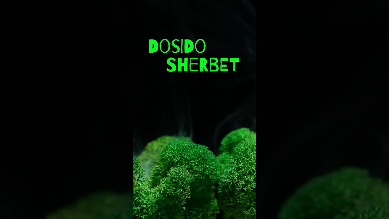 Dosido Sherbet Strain Review | StankyFlowers