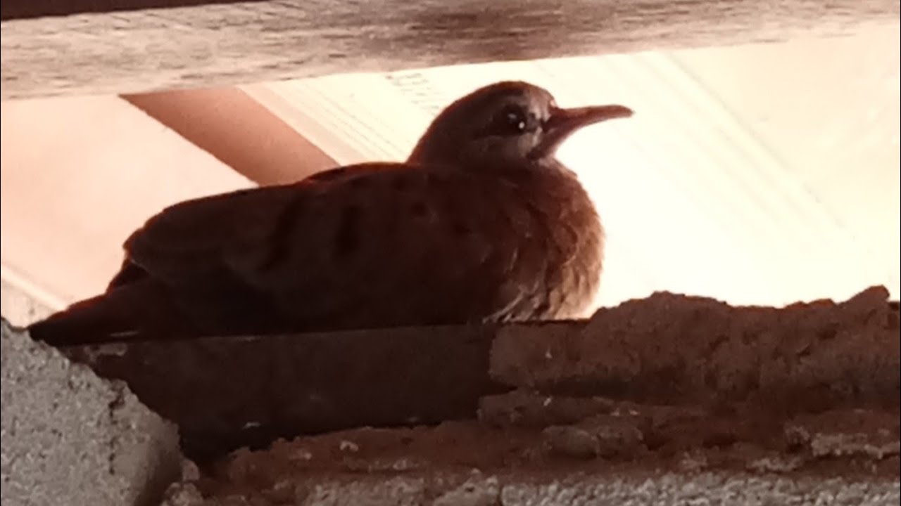 PLANTÃO DOS ANIMAS 🐦🦅🐓🐣🦮