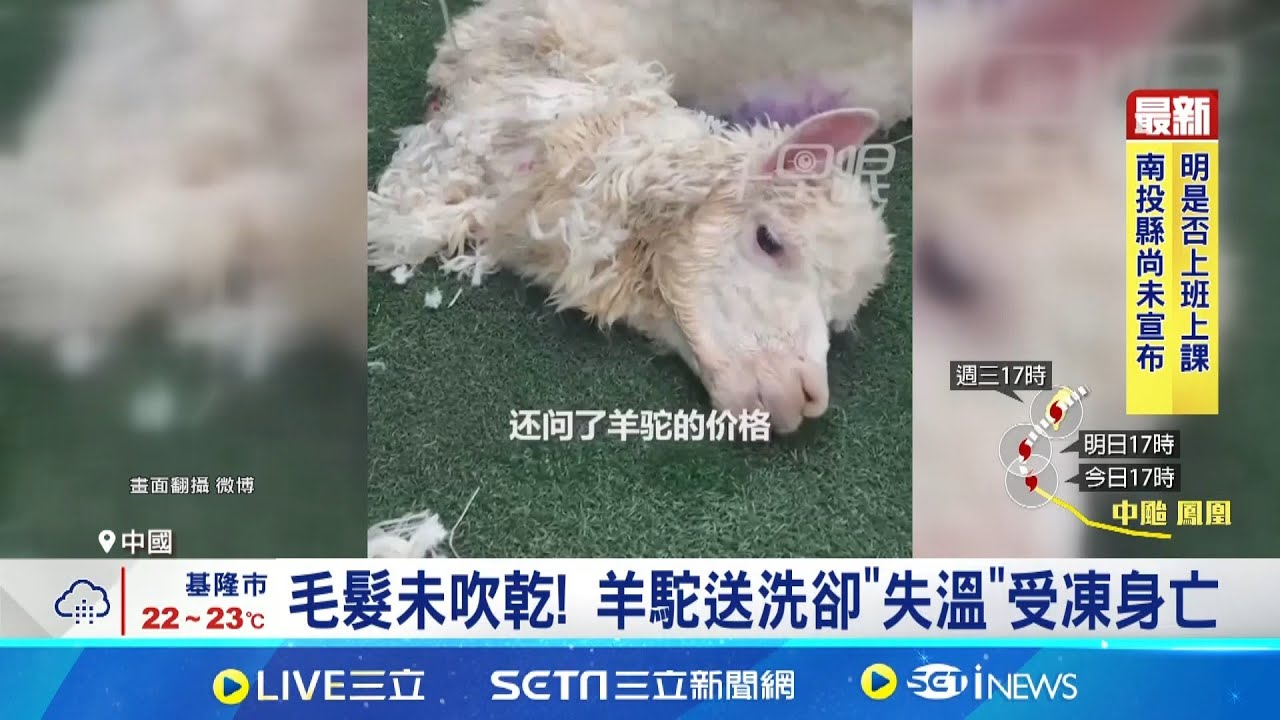 毛髮未吹乾! 羊駝送洗卻