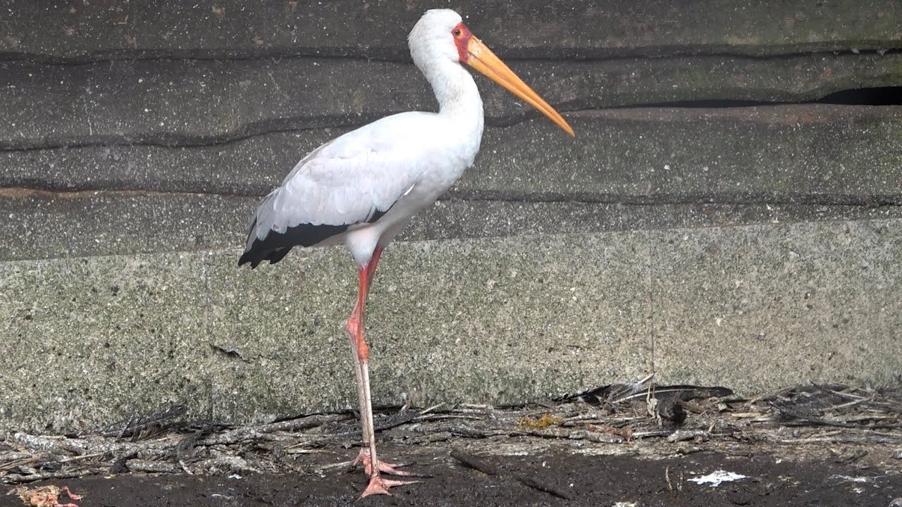 Yellow-billed Stork