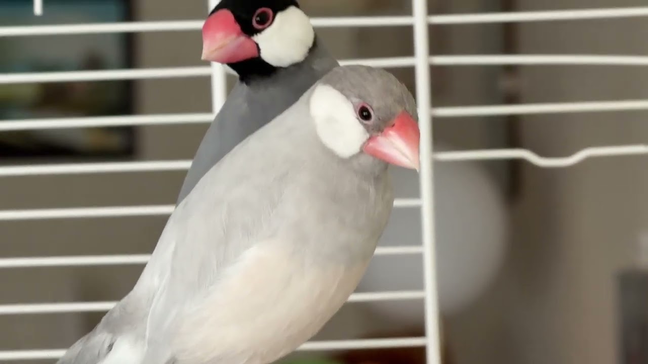 Silvy passed away
