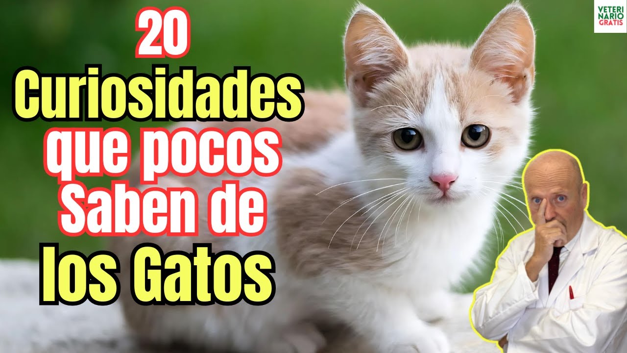 ✅ 20 CURIOSIDADES SOBRE LOS GATOS DOMESTICOS Y COSAS QUE NO SABIAS DE ELLOS ✅