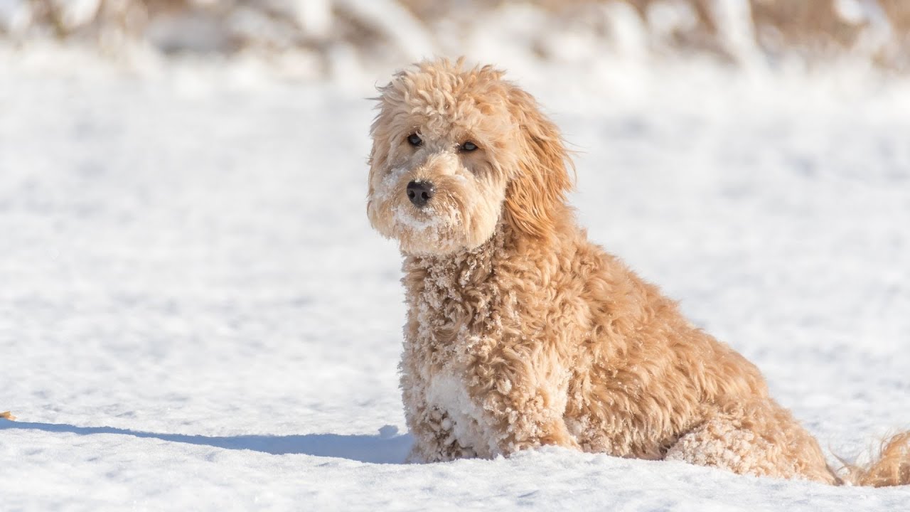10 Reasons Why Golden Retrievers Make the Best Family Dogs - Are They the Right Breed for You?