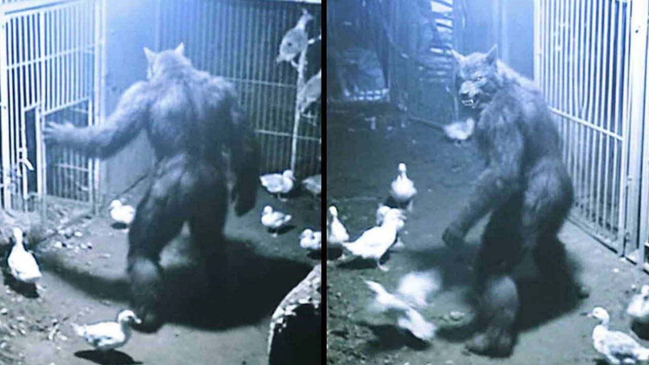 New Most DISTURBING Dogman Encounters That Left Experts Speechless!