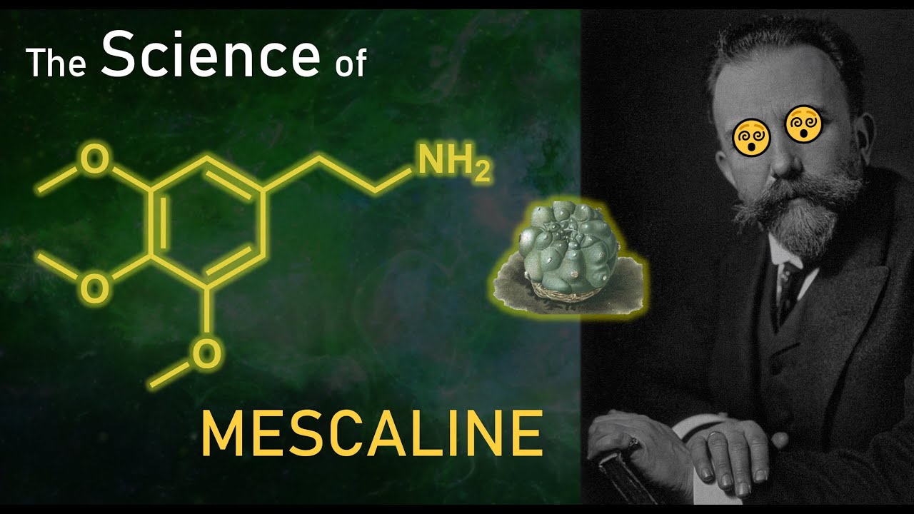 Mescaline | History, Isolation, Synthesis, Pharmacology (educational)