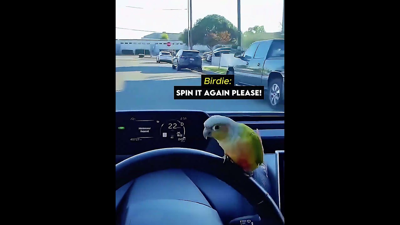 Najsłodszy drugi pilot na świecie! 🐦🚗 #szorty #ptak
