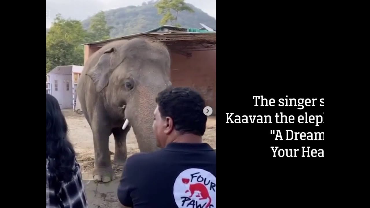 Cher helps rescue 'world's loneliest elephant' from Pakistan zoo  - free!!!!!
