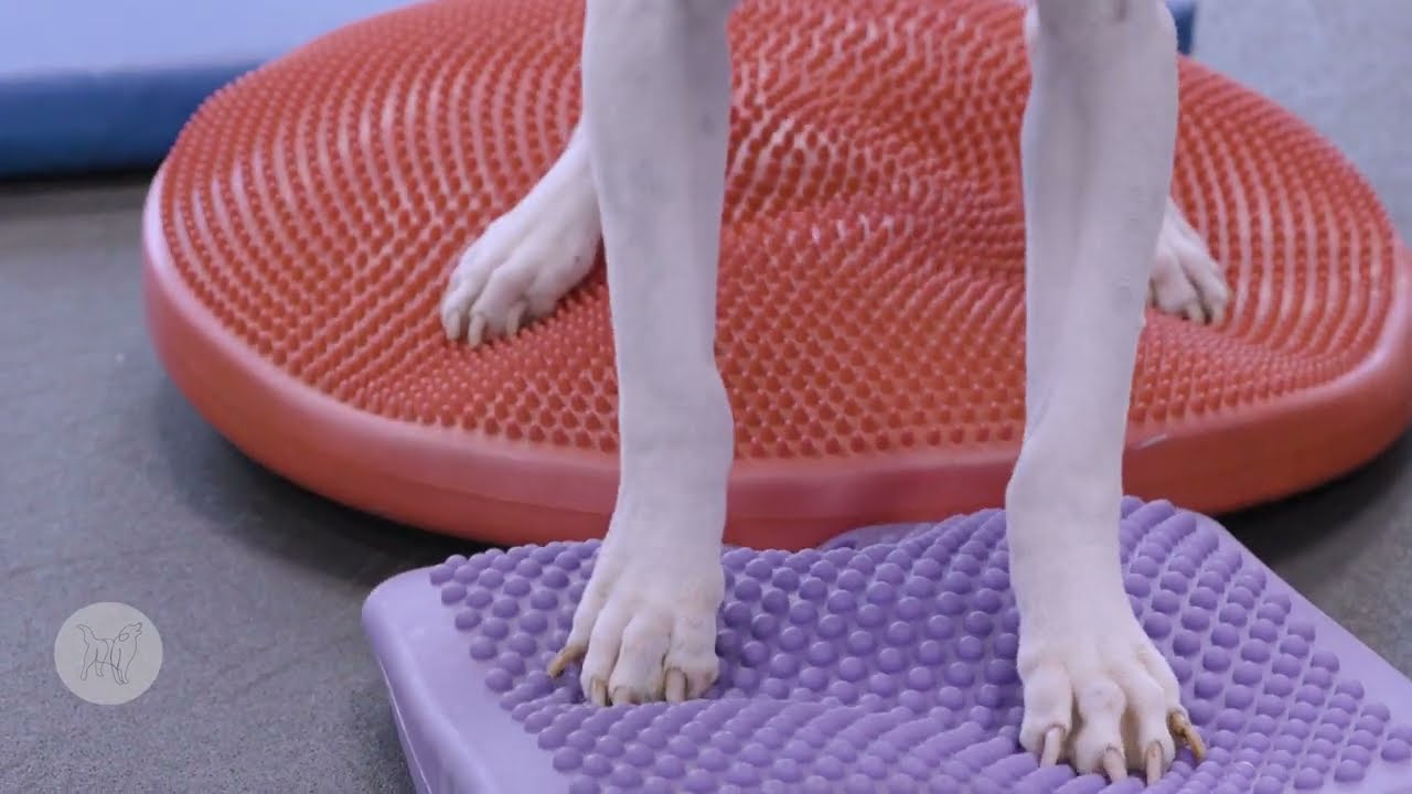 Enhance Canine Stability: Uneven Surface Exercises