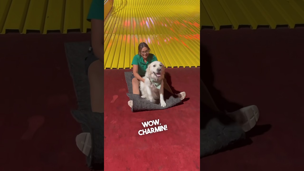 Service dog loves going down slides with mom ❤️