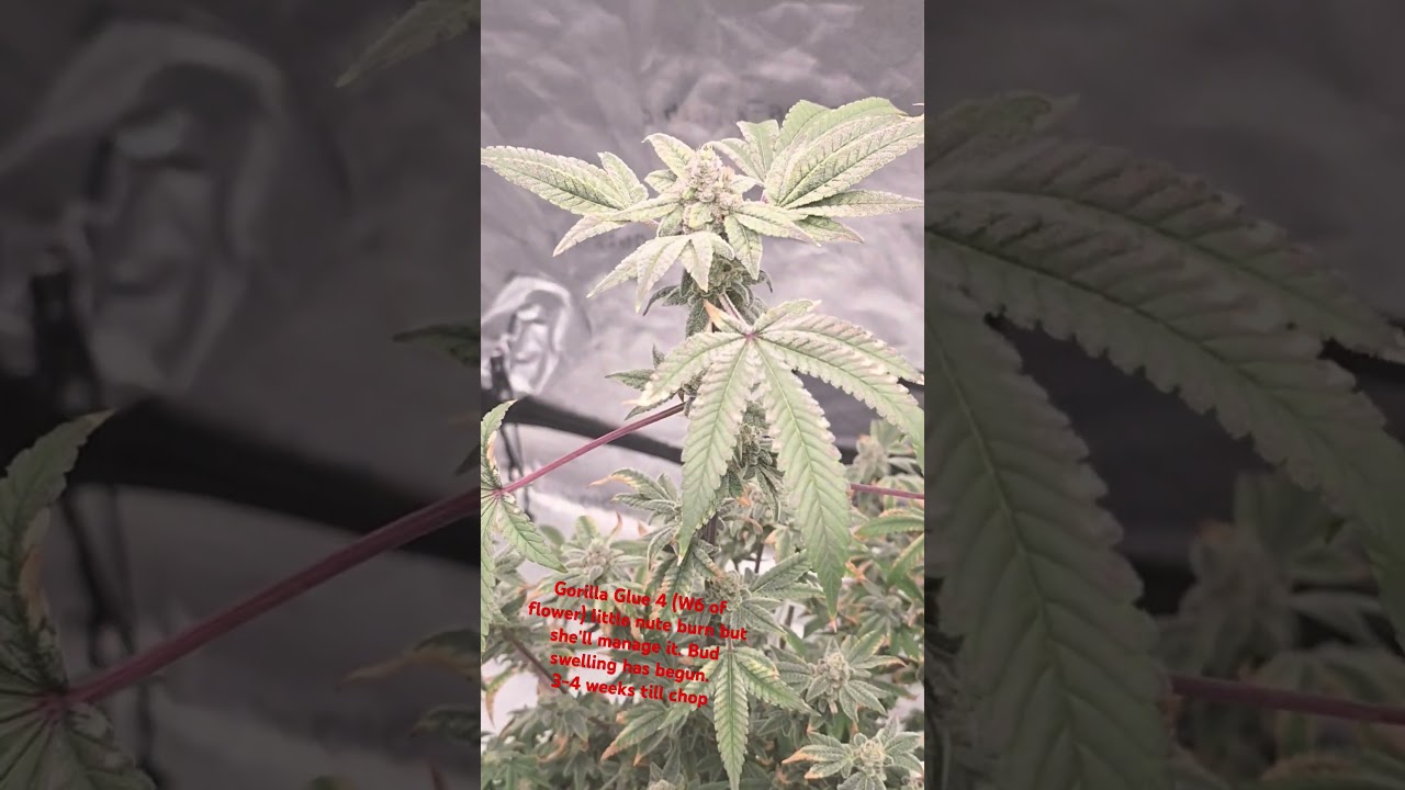 Almost there! Gorilla Glue 4