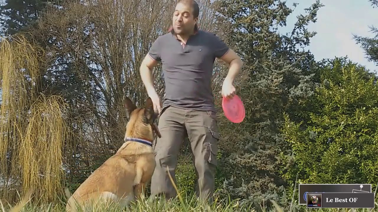 BERGER MALINOIS GUN