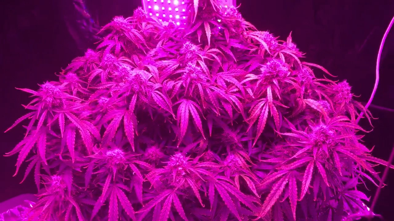 Mars 192 dutch passion auto ultimate.  Near done in this video.