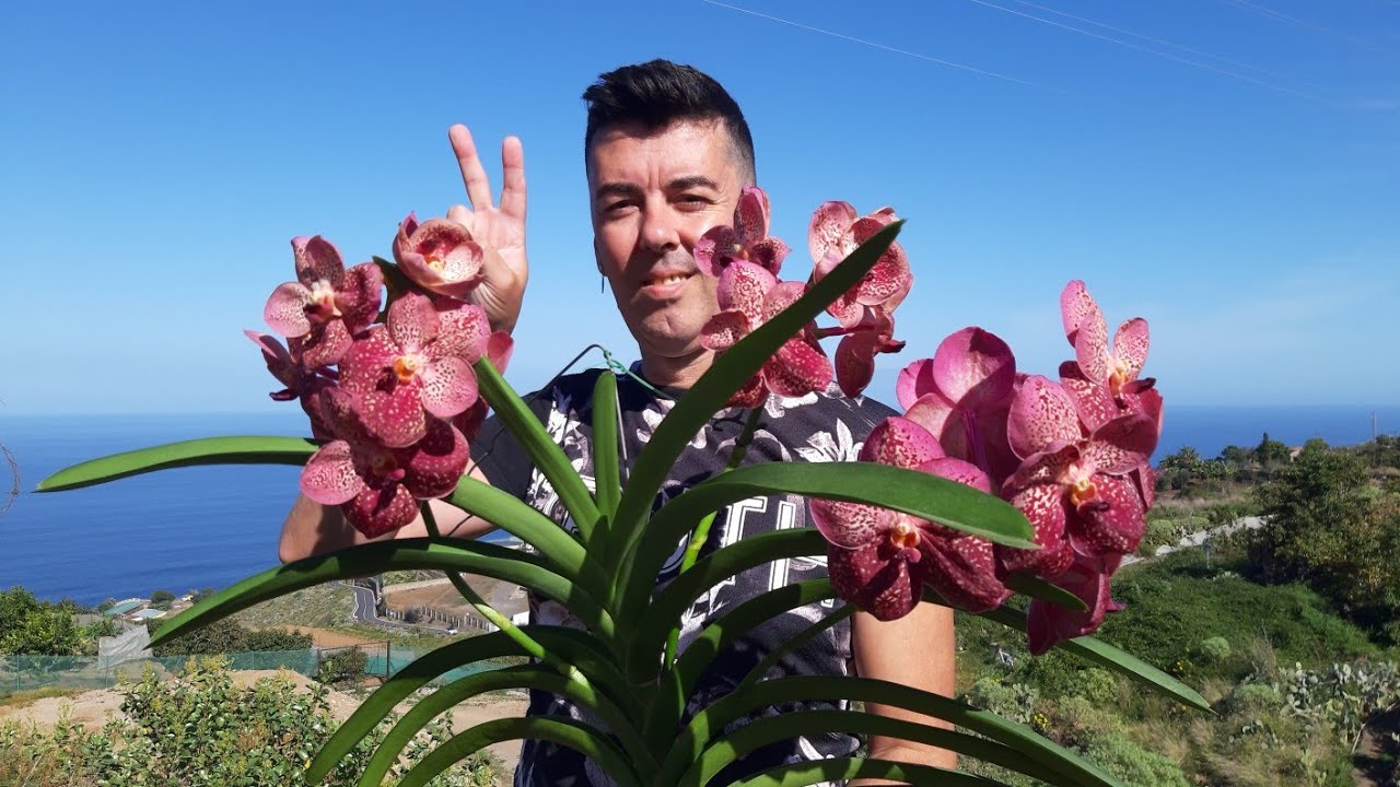 COMO CONSEGUIR FLORACIONES ESPECTACULARES ORQUÍDEAS VANDA