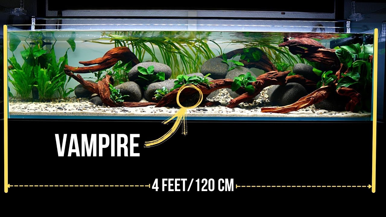 New VAMPIRE SHRIMP is a creature of darkness | EP9 HILLSTREAM AQUARIUM