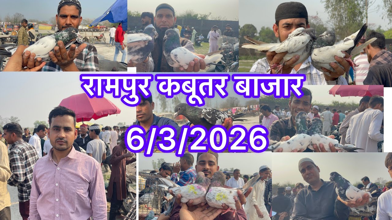 रामपुर कबूतर बाजार Rampur kabootar market 6/3/2026 Delavri in Kolkata 