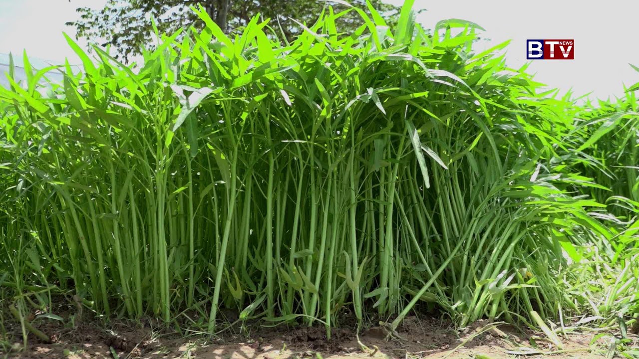 AGRICULTURE: Water convolvulus  ត្រកួន (11-8-2018 )_Vol 02