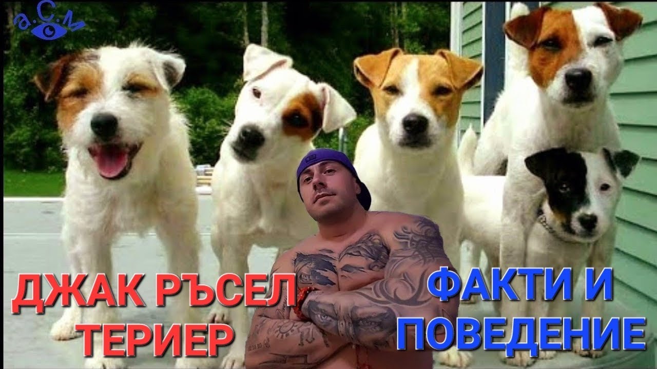 ДЖАК РЪСЕЛ ТЕРИЕР - ФАКТИ И ПОВЕДЕНИЕ    а.С.м
