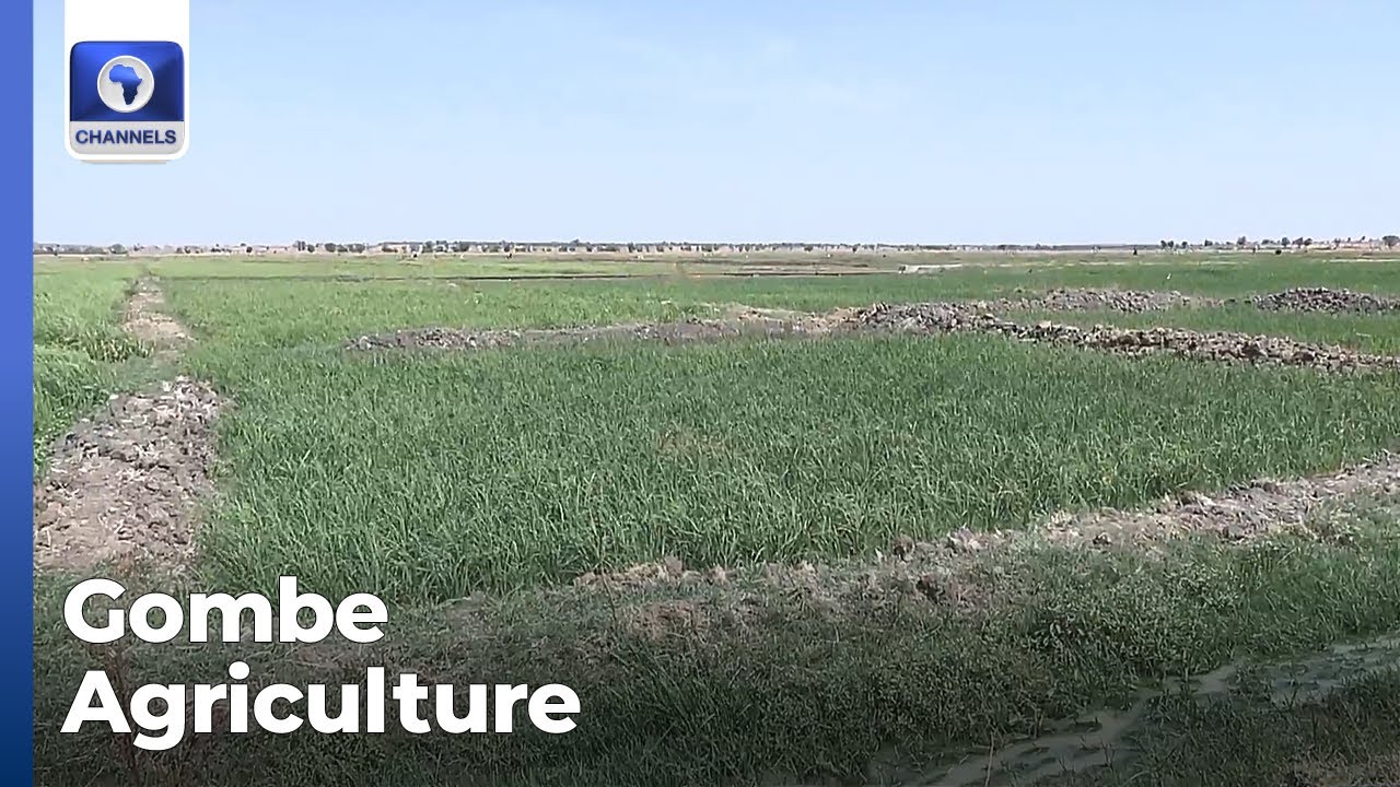Gombe Govt Explores Global Partnerships In Agriculture