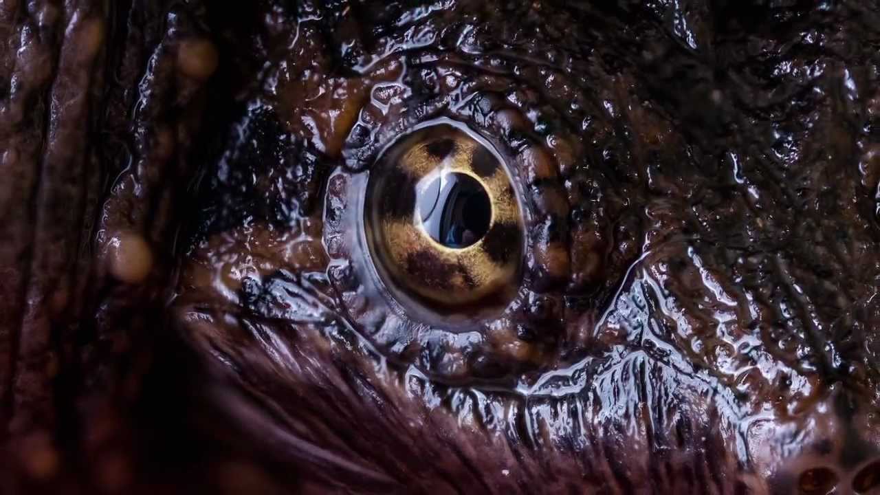 MacroStop.com Tutorial: Is Lens Sharpness Ultimately Apochromatic