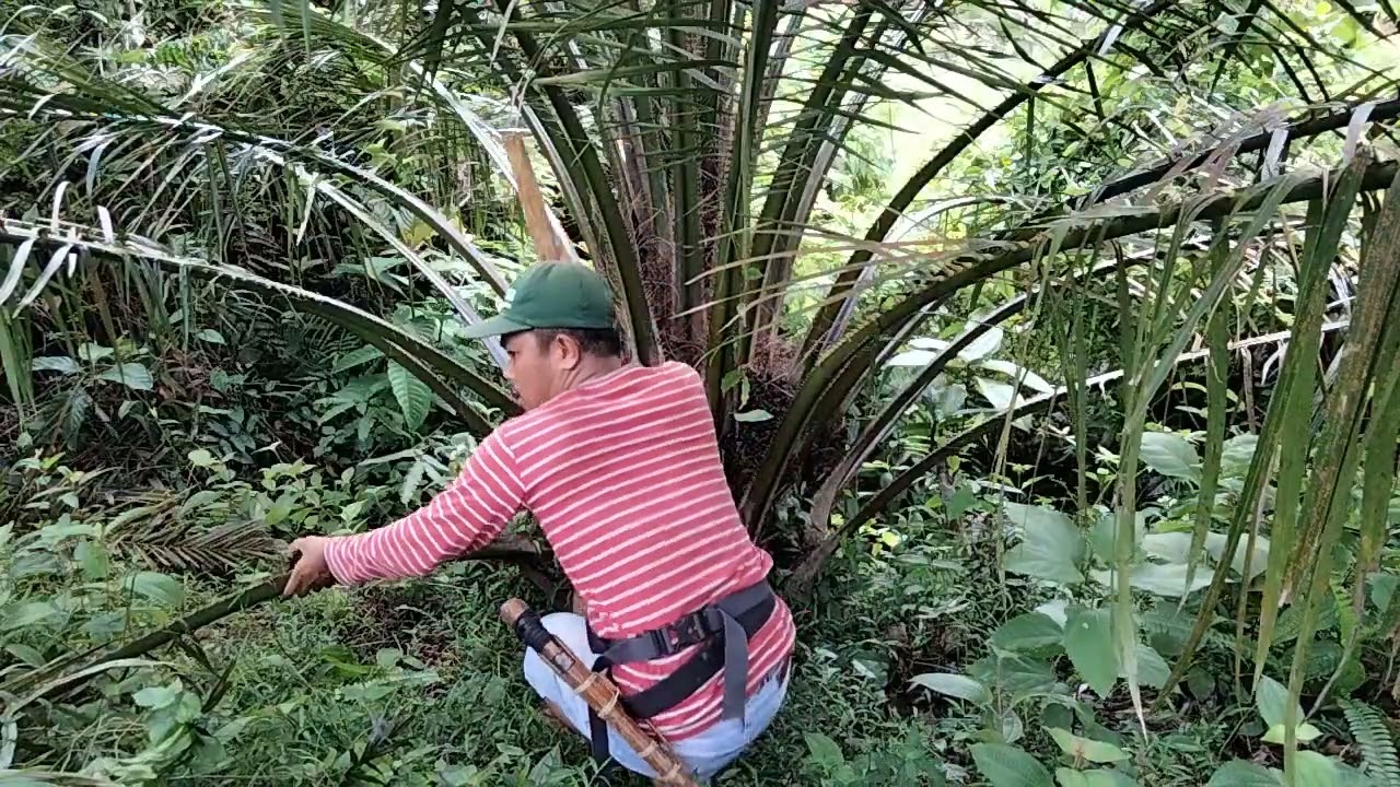 sahabat petani cekatan // panen sawit pelepasan pelepah buah sudah di umbut