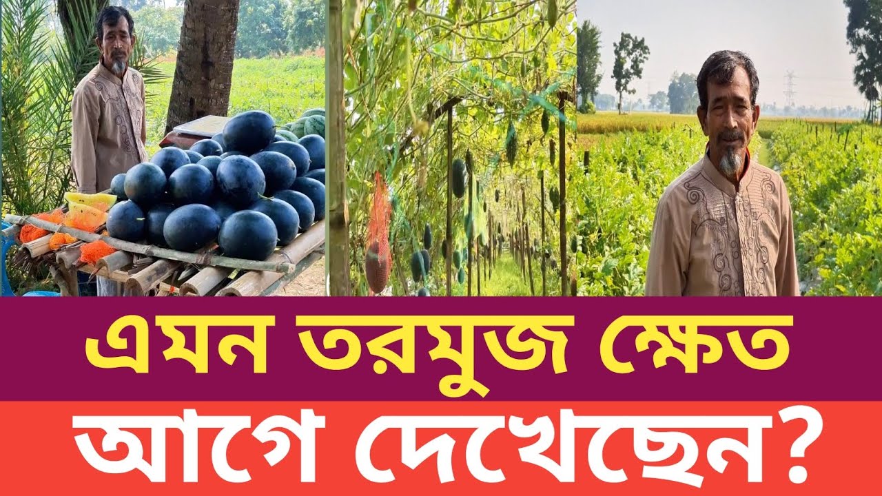 গাছে কি সুন্দর  করে তরমুজ ঝুলে আছে দেখুন।