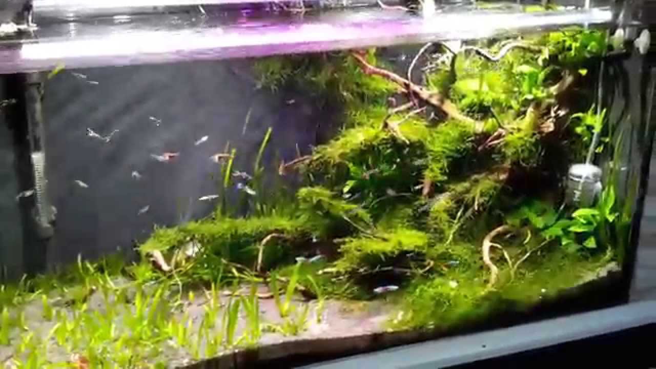 Naświetlacz LED I akwarium 200l AKTUALIZACJA PO PARU MIESIĄCACH
