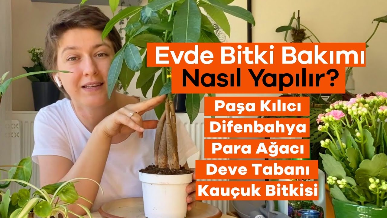 Bitkileriniz Nasıl Daha Canlı ve Sağlıklı G&ouml;r&uuml;n&uuml;r? - Ev Yeşili ile Bitki Bakımı