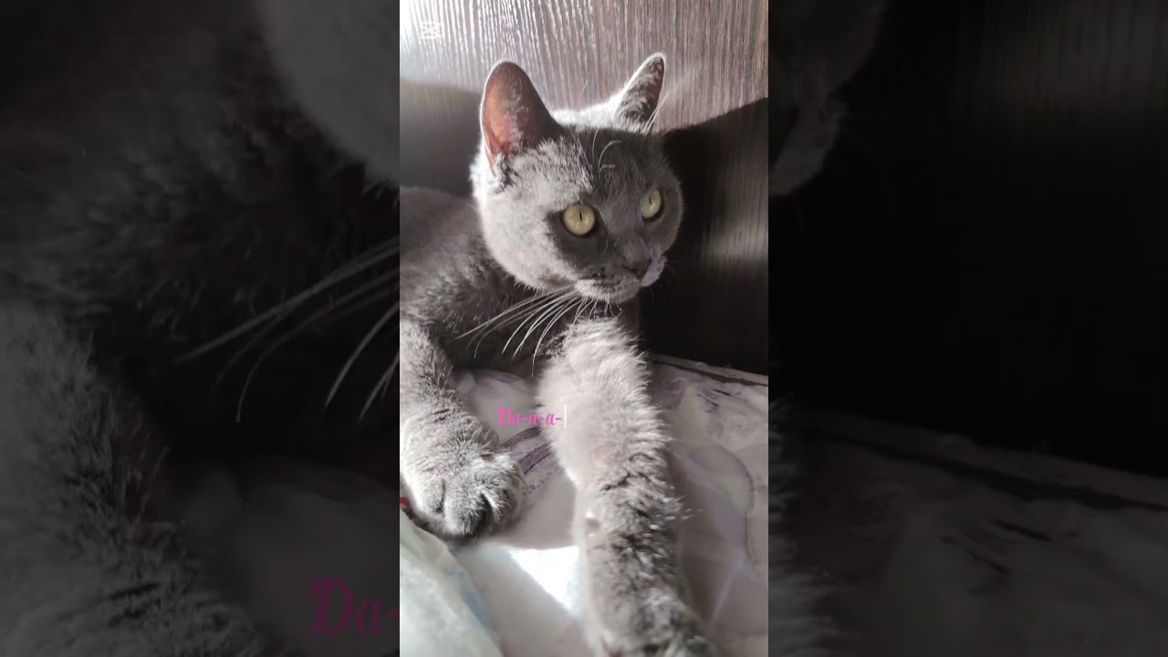 Да-а-а-а! Смело!😽