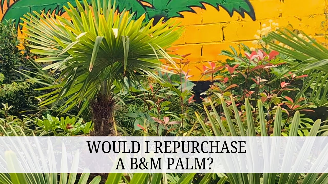 67. B&M Trachycarpus Update - One Year Later 