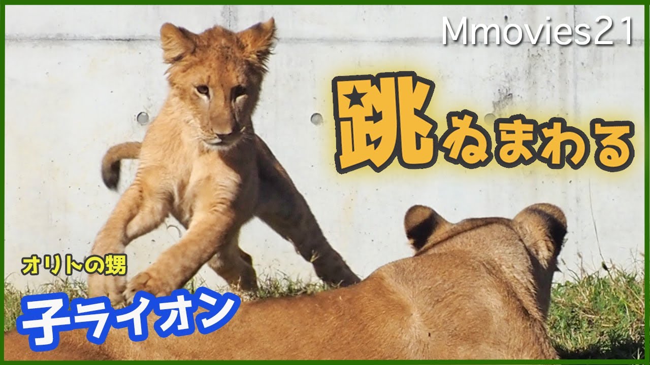 母の周りを跳ね回る可愛い子ライオンでも躾はしっかりと 豊橋のんほいパークのライオン家族アース・シルク・スカイ