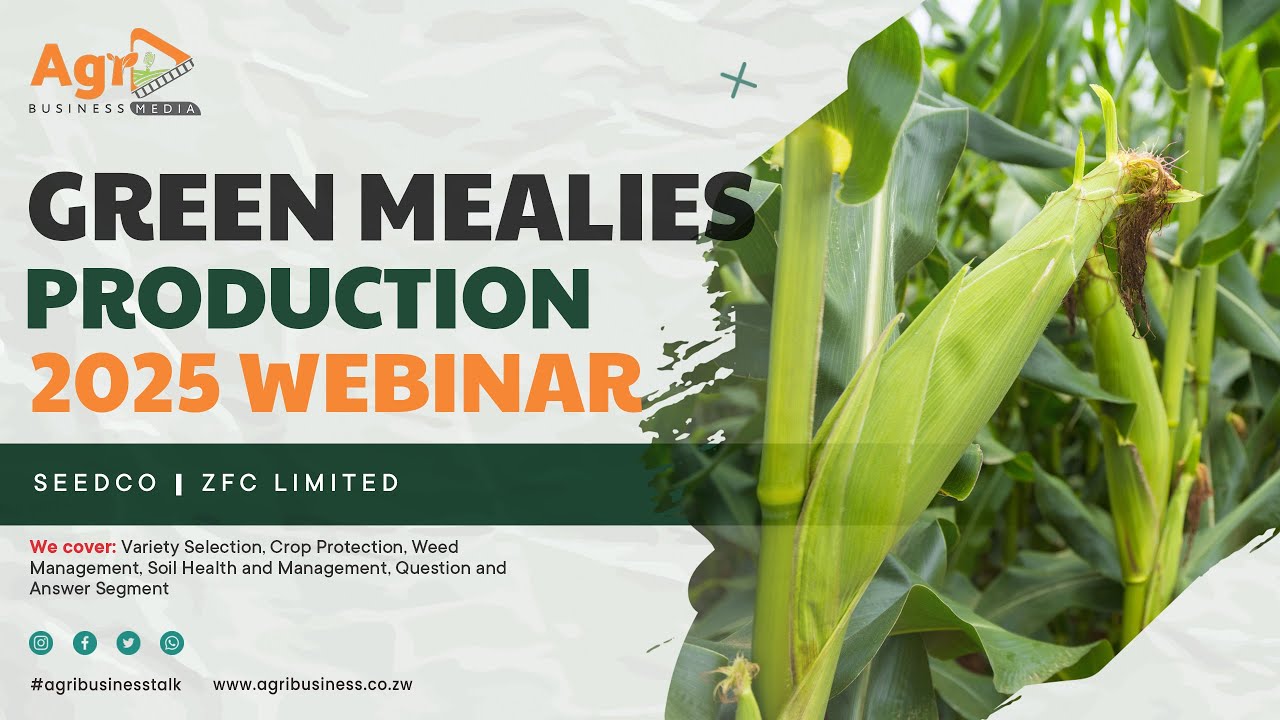 The Business of Green Mealies Production 2025