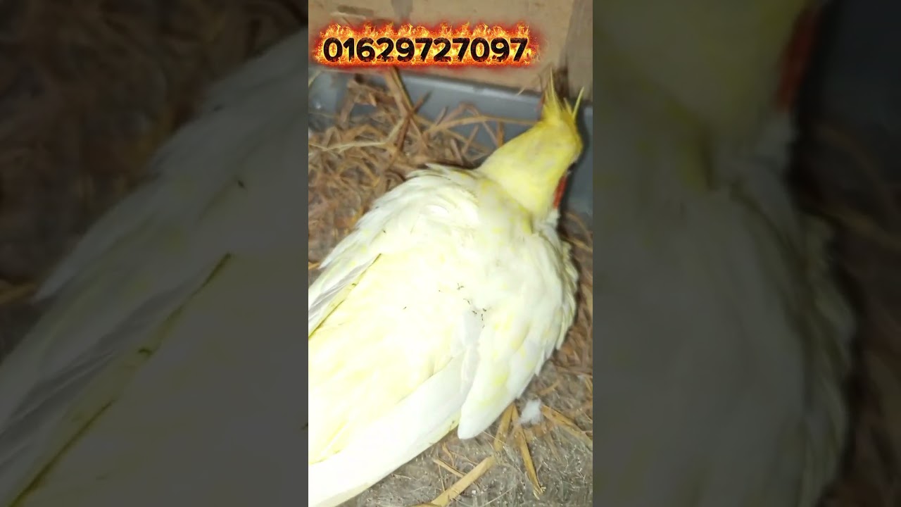 আবারও ডিম পাড়ল শখের ককাটেল। 