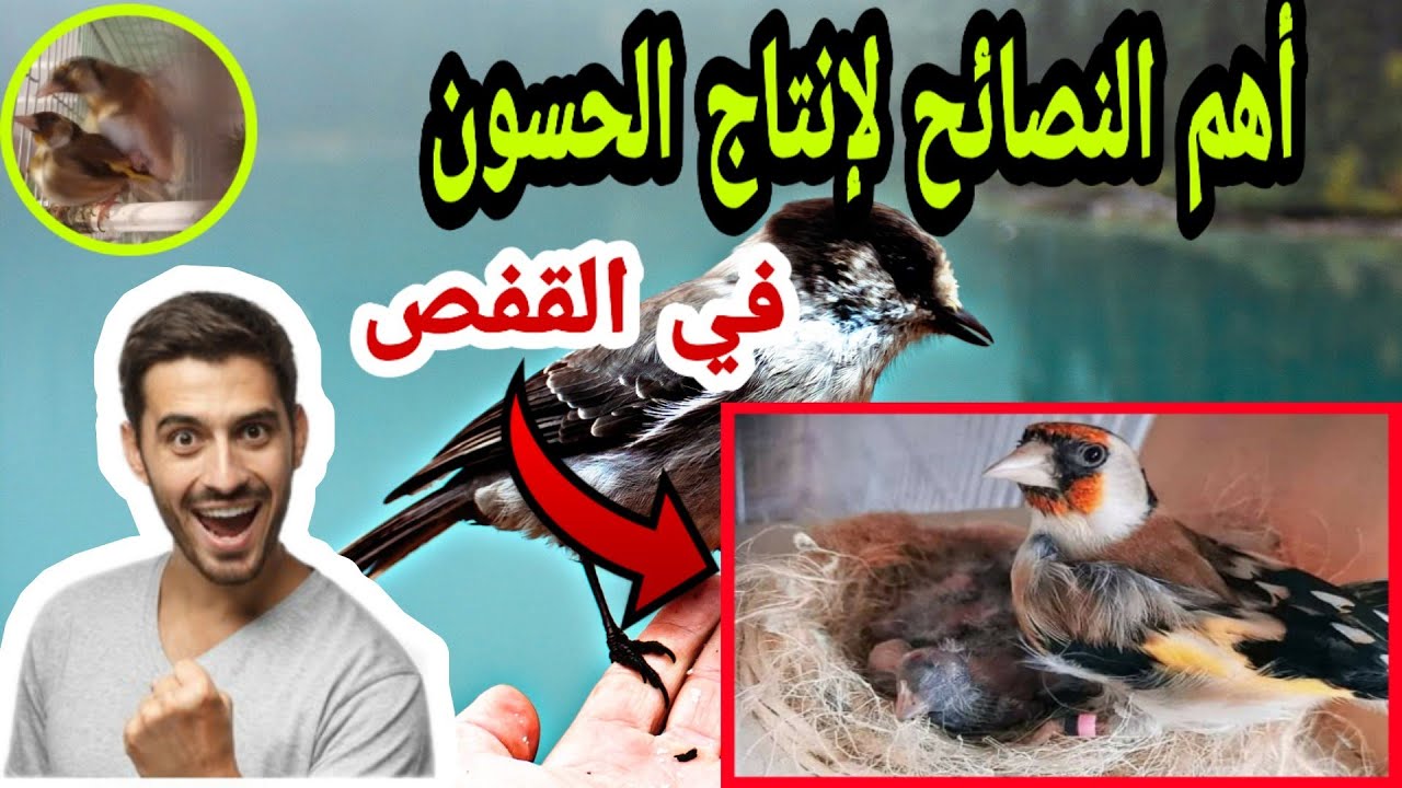 أهم النصائح لإنتاج الحسون في القفص 🐣والأخطاء التي يجب تجنبها 🚫🚫