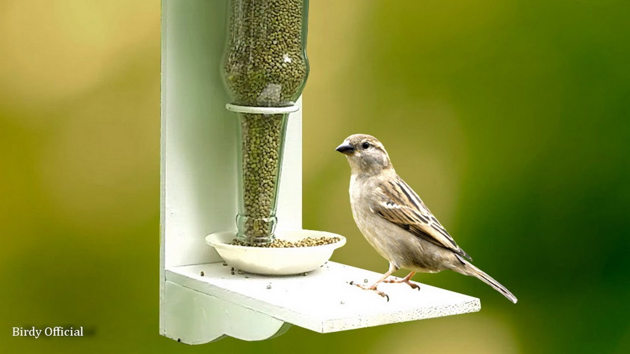 DIY Bird Feeder Homemade - Glass Bottle Recycling Idea