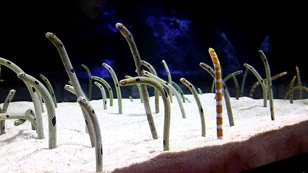 Heteroconger hassi