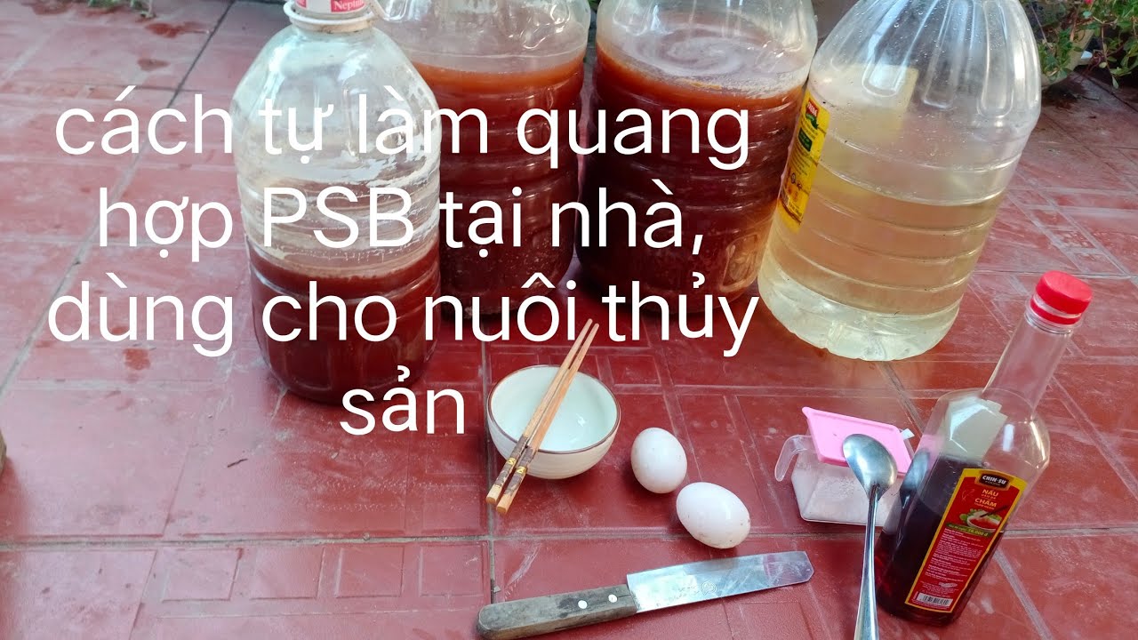 chia sẻ cách làm vi khuẩn quang hợp PSB.