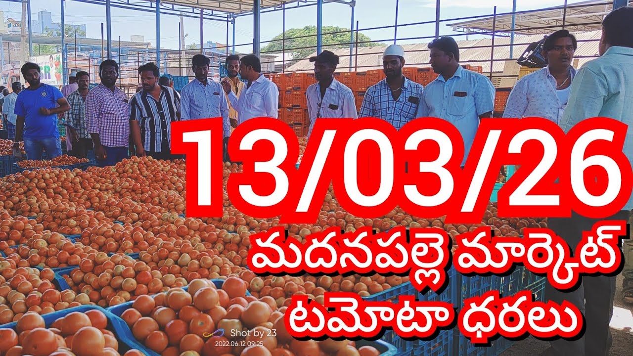 13-03-26 Madanapalle Tomato Market price Today || Today Tomato Market Rate in Madanapalle #today