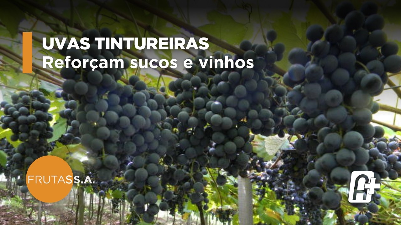 Uvas tintureiras: novas variedades para sucos e vinhos com Patricia Ritschel (Embrapa) | Frutas S.A